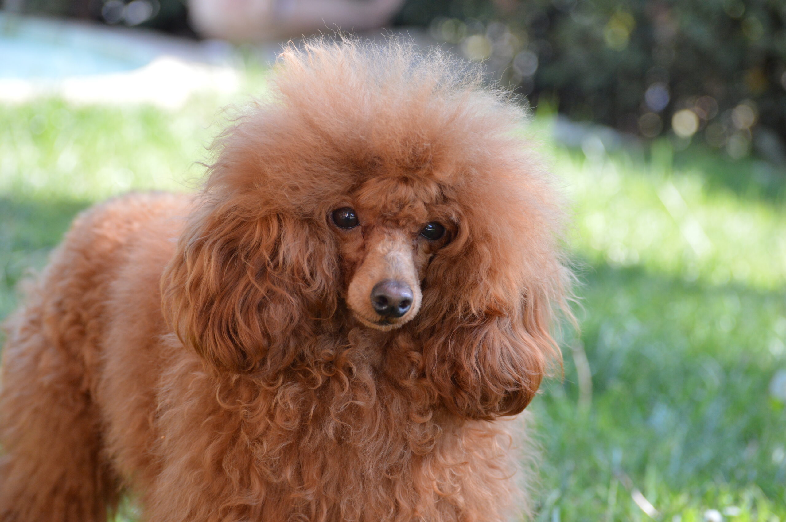 cane, fulvo, diamante, diamanti blu, diamanti blu poodle, diamantiblu, barbone, barboncino, red, toy, barbone red, barboncino fulvo, barbocino toy