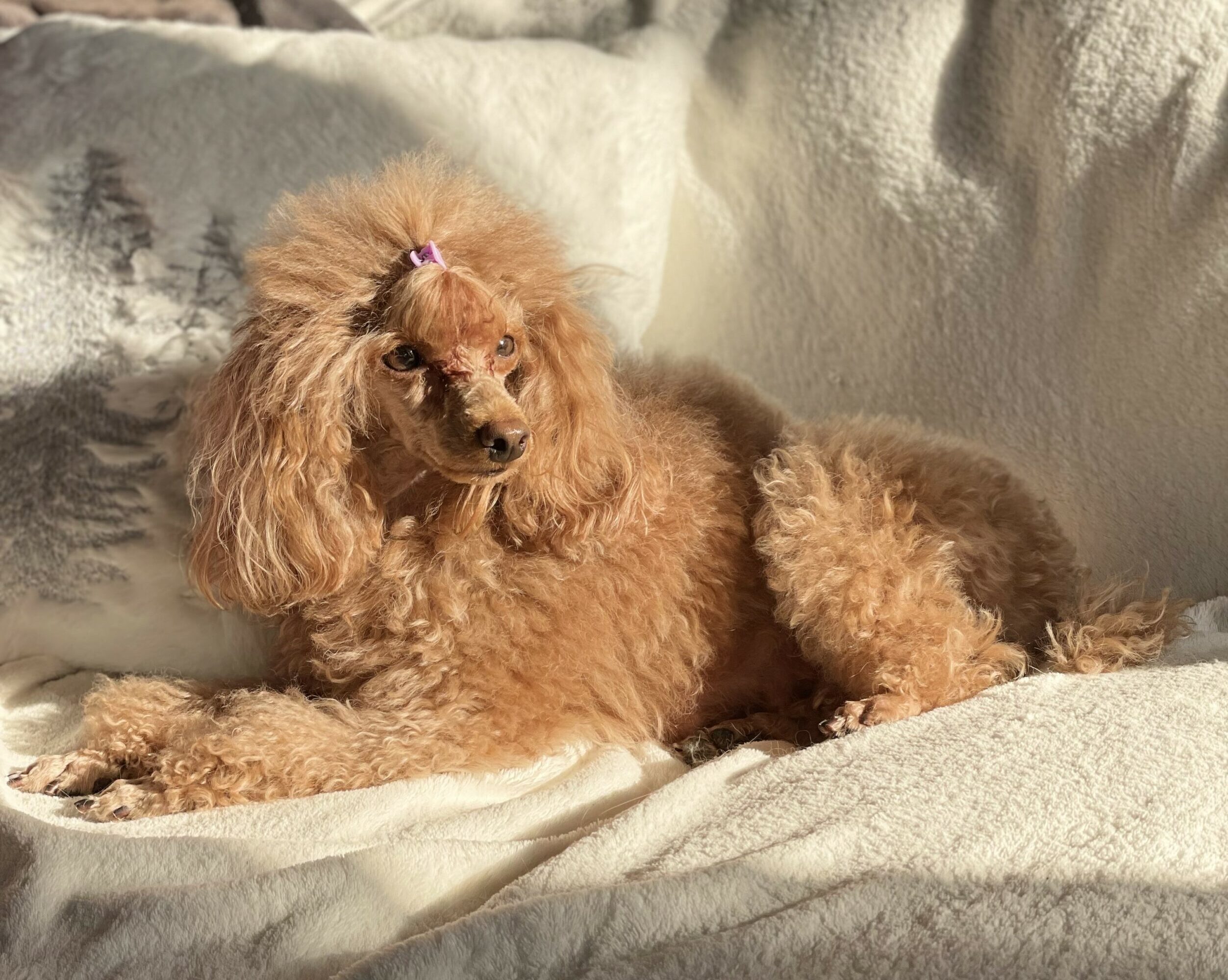 cane, fulvo, diamante, diamanti blu, diamanti blu poodle, diamantiblu, barbone, barboncino, red, toy, barbone red, barboncino fulvo, barbocino toy