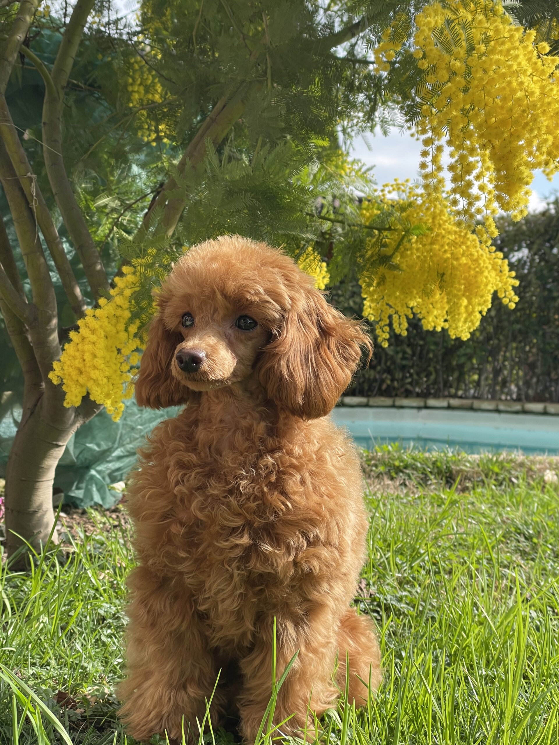 cane, fulvo, diamante, diamanti blu, diamanti blu poodle, diamantiblu, barbone, barboncino, red, toy, barbone red, barboncino fulvo, barbocino toy