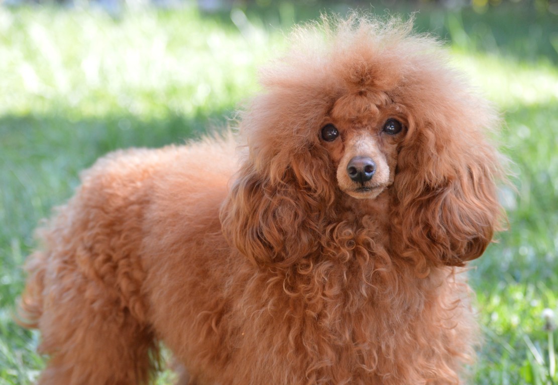 cane, fulvo, diamante, diamanti blu, diamanti blu poodle, diamantiblu, barbone, barboncino, red, toy, barbone red, barboncino fulvo, barbocino toy