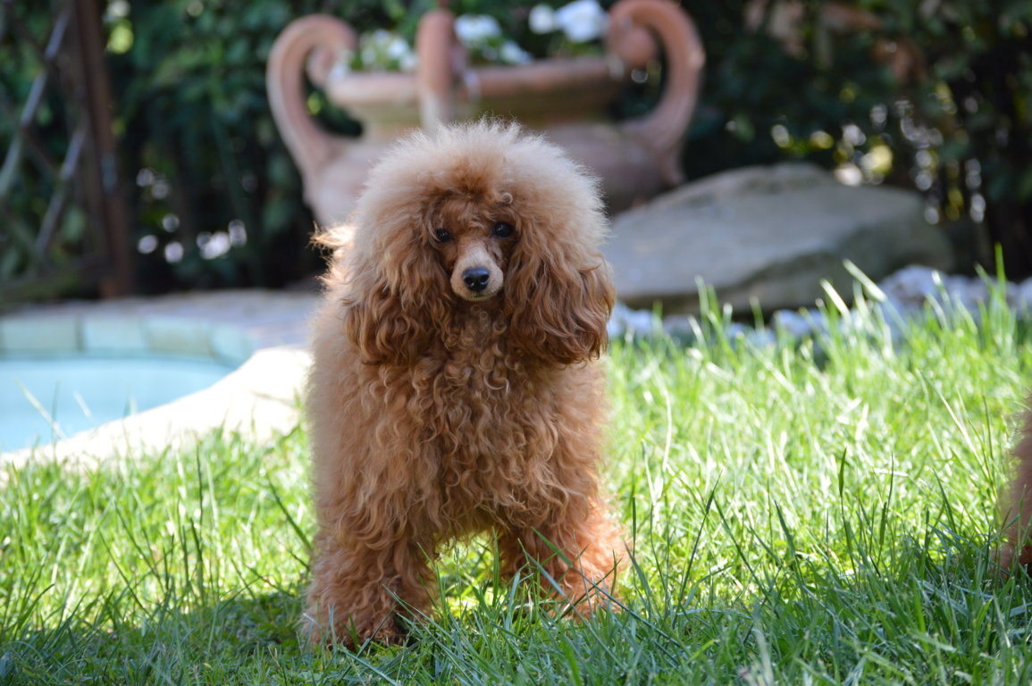 cane, fulvo, diamante, diamanti blu, diamanti blu poodle, diamantiblu, barbone, barboncino, red, toy, barbone red, barboncino fulvo, barbocino toy