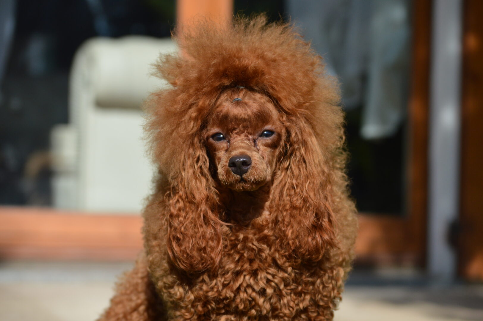 cane, fulvo, diamante, diamanti blu, diamanti blu poodle, diamantiblu, barbone, barboncino, red, toy, barbone red, barboncino fulvo, barbocino toy