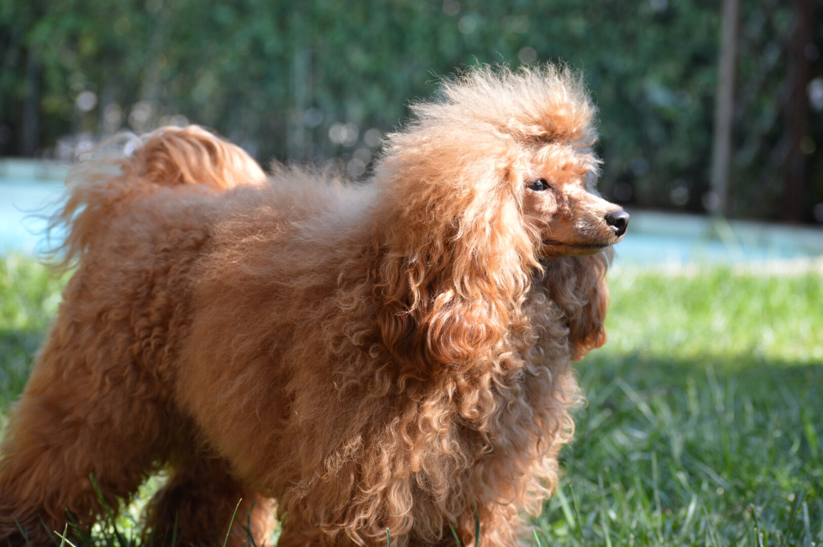 cane, fulvo, diamante, diamanti blu, diamanti blu poodle, diamantiblu, barbone, barboncino, red, toy, barbone red, barboncino fulvo, barbocino toy