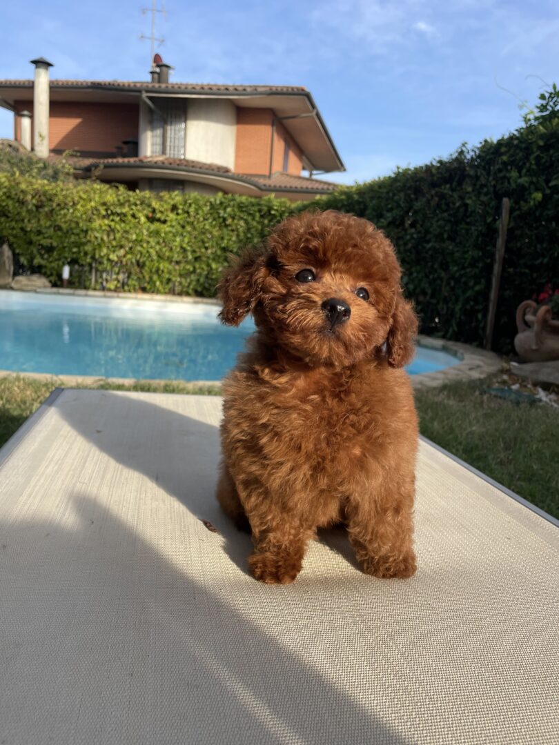 cane, fulvo, diamante, diamanti blu, diamanti blu poodle, diamantiblu, barbone, barboncino, red, toy, barbone red, barboncino fulvo, barbocino toy