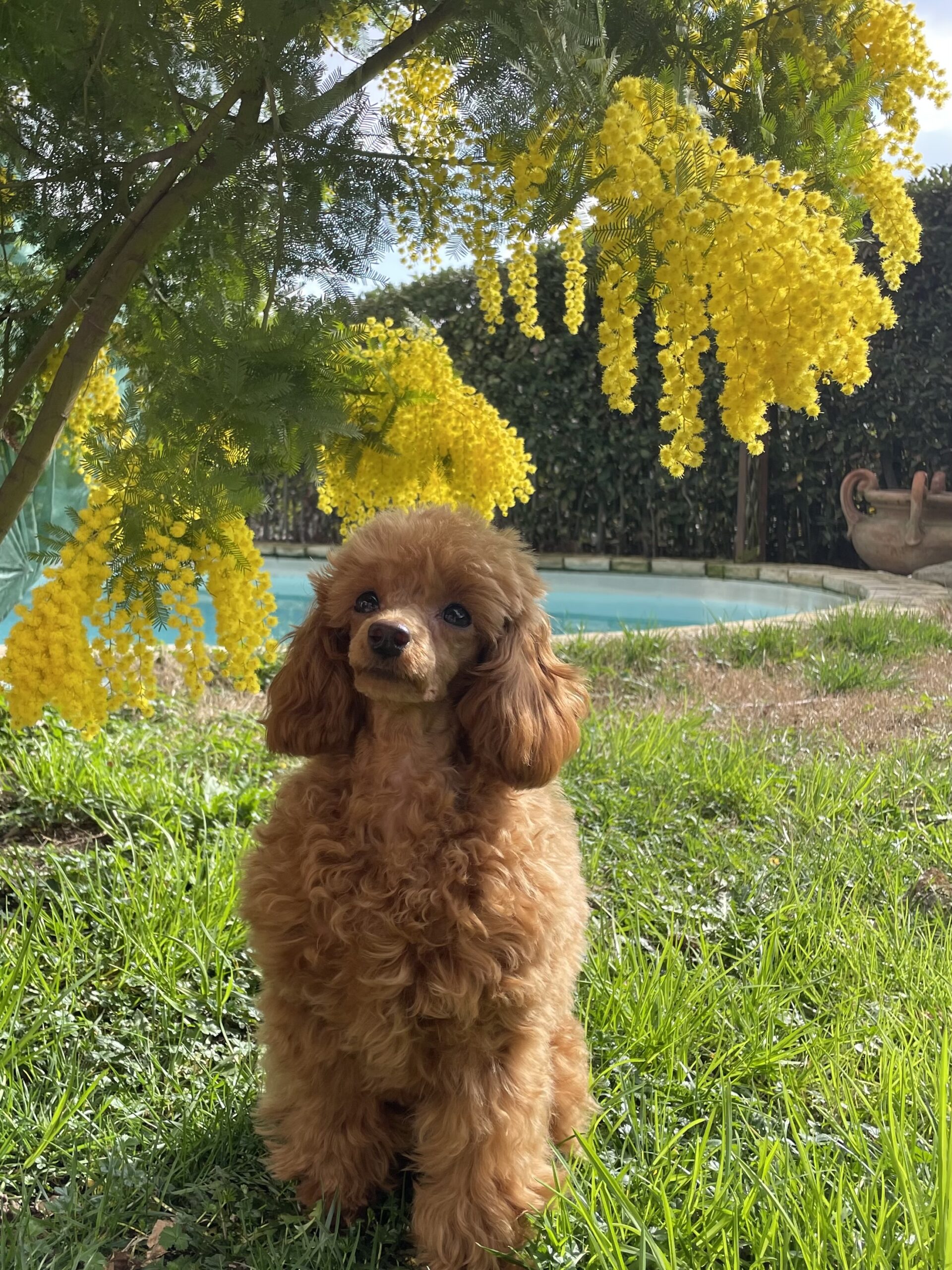 cane, fulvo, diamante, diamanti blu, diamanti blu poodle, diamantiblu, barbone, barboncino, red, toy, barbone red, barboncino fulvo, barbocino toy