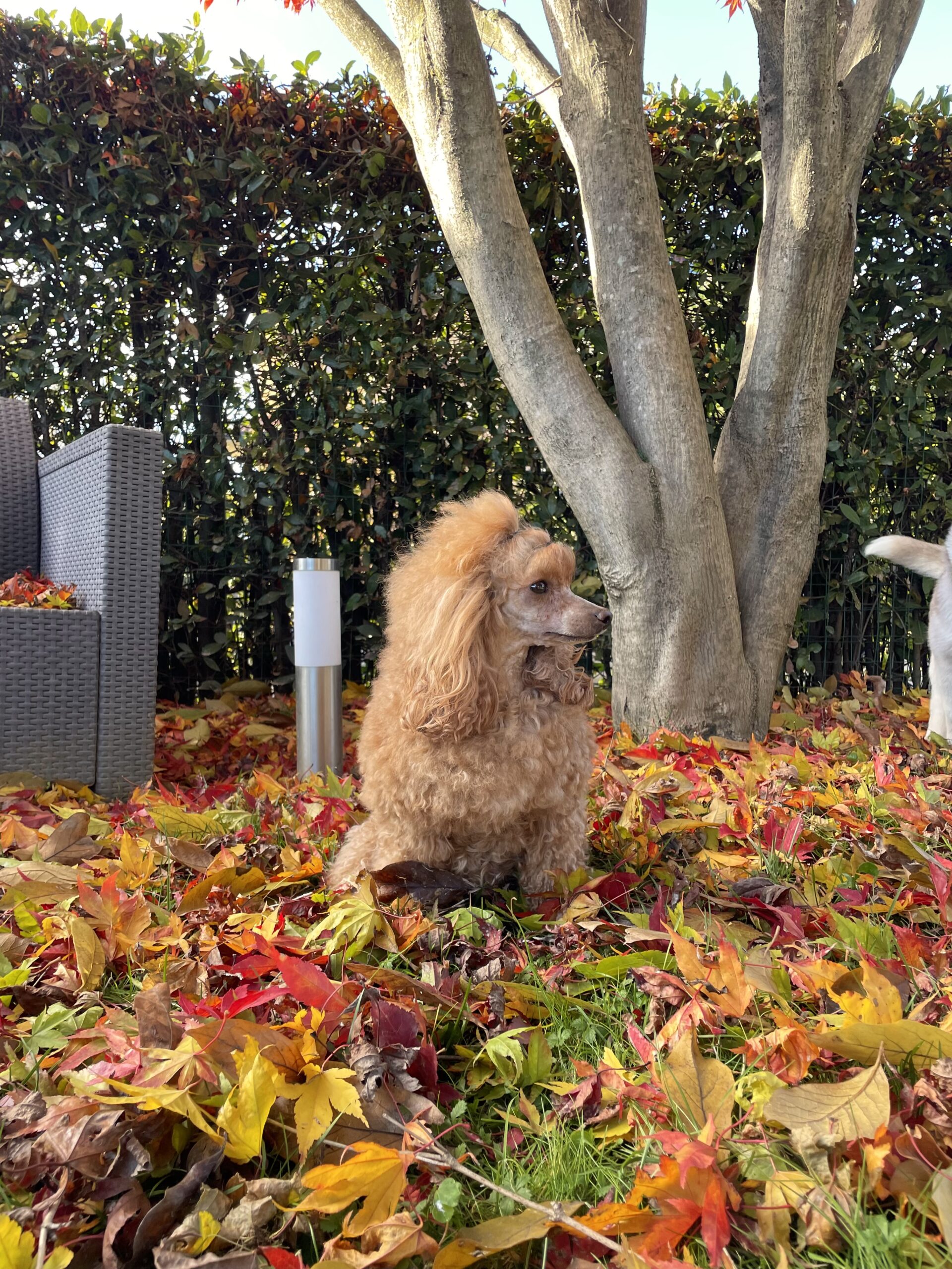 cane, fulvo, diamante, diamanti blu, diamanti blu poodle, diamantiblu, barbone, barboncino, red, toy, barbone red, barboncino fulvo, barbocino toy