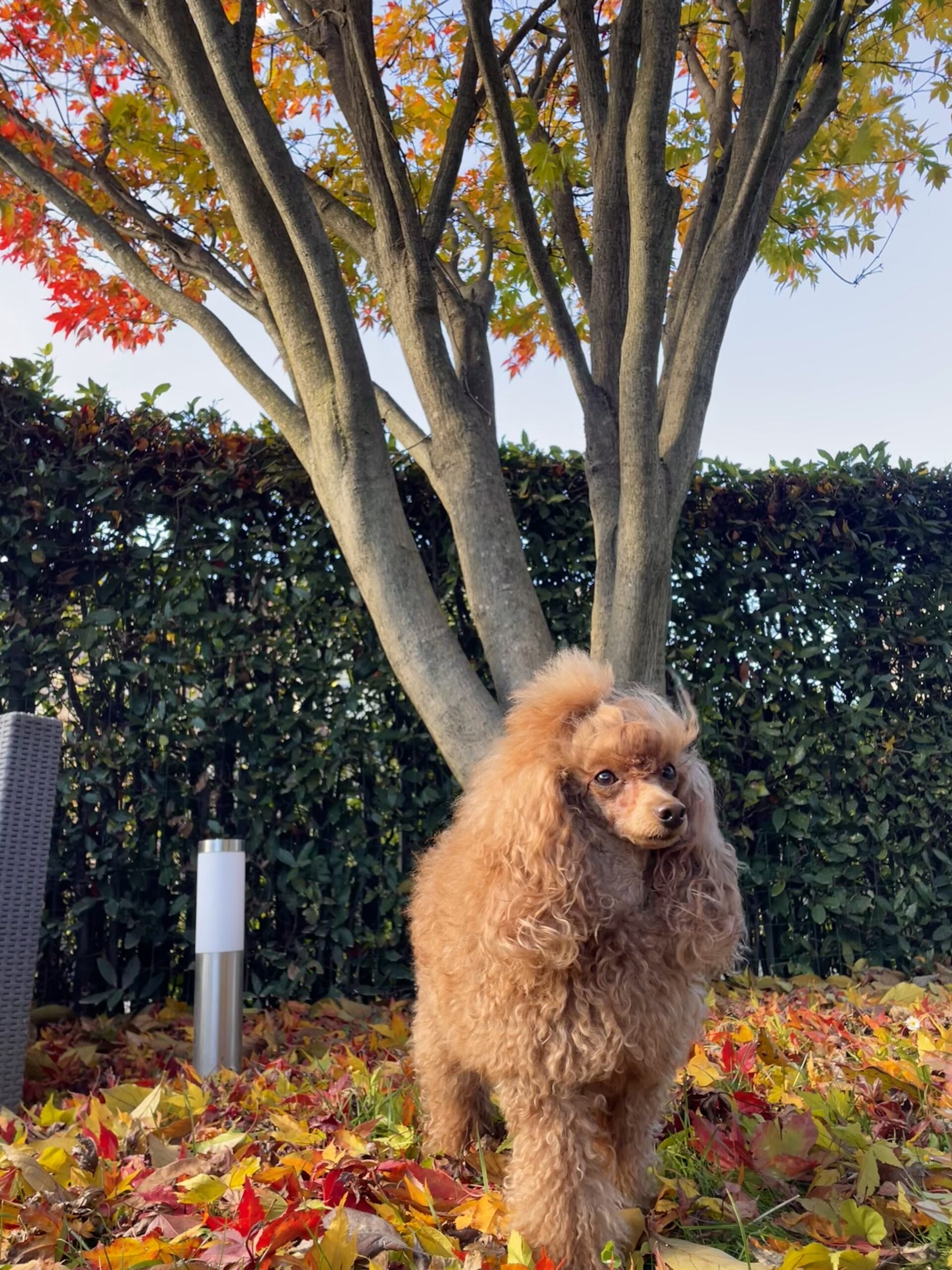 cane, fulvo, diamante, diamanti blu, diamanti blu poodle, diamantiblu, barbone, barboncino, red, toy, barbone red, barboncino fulvo, barbocino toy