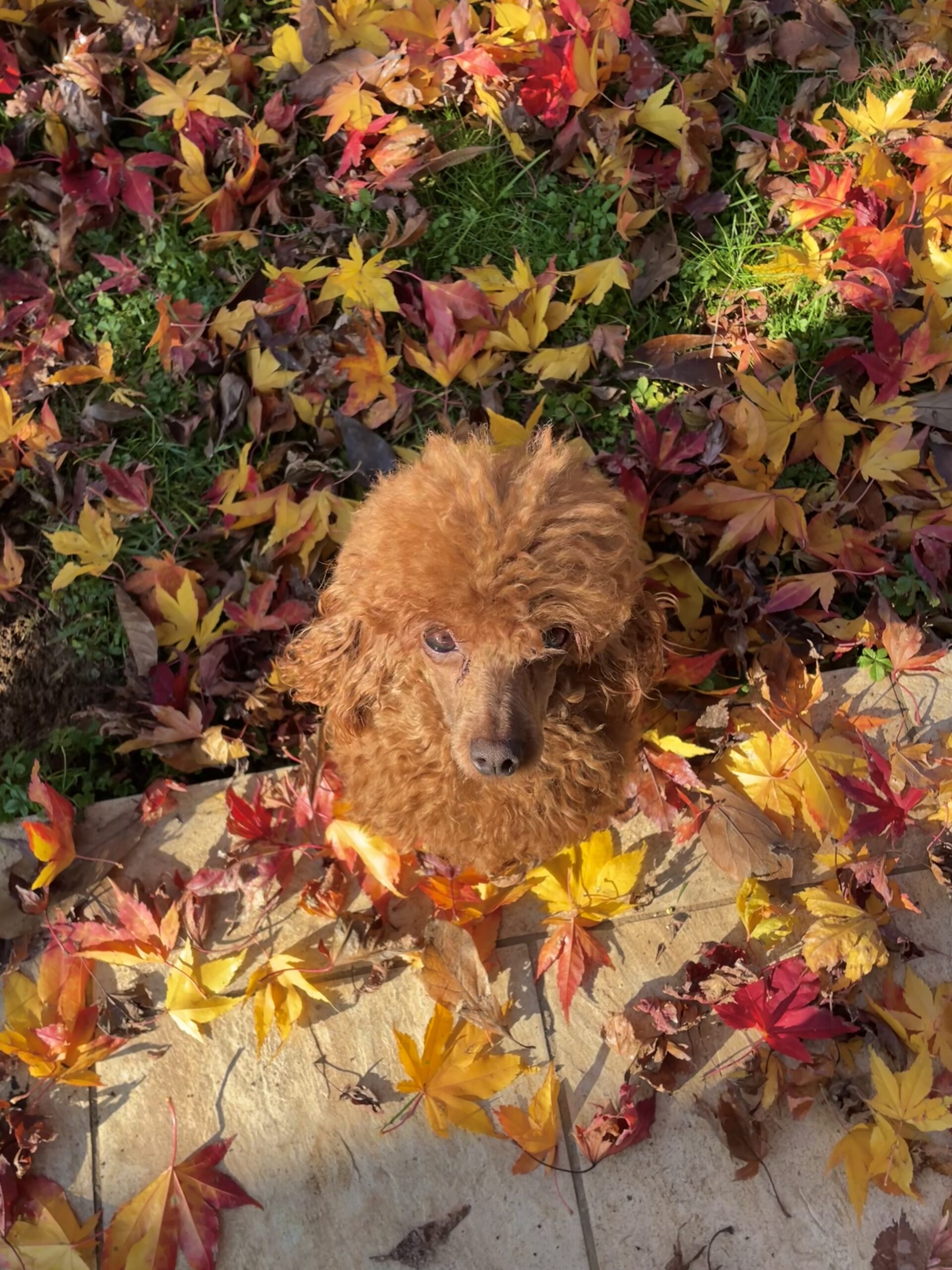 cane, fulvo, diamante, diamanti blu, diamanti blu poodle, diamantiblu, barbone, barboncino, red, toy, barbone red, barboncino fulvo, barbocino toy