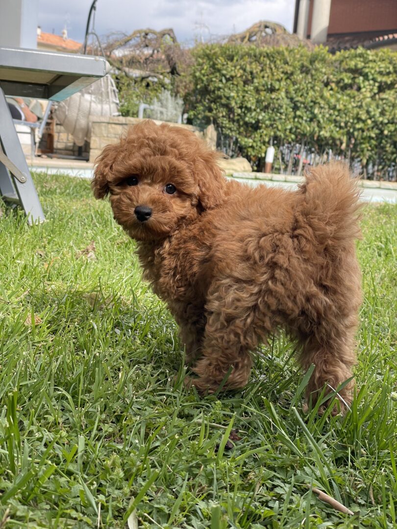 cane, fulvo, diamante, diamanti blu, diamanti blu poodle, diamantiblu, barbone, barboncino, red, toy, barbone red, barboncino fulvo, barbocino toy